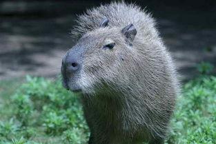 娱乐吃瓜酱水豚